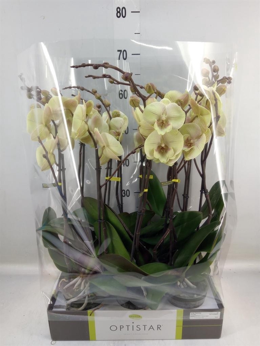 <h4>Phalaenopsis   ...yellow</h4>
