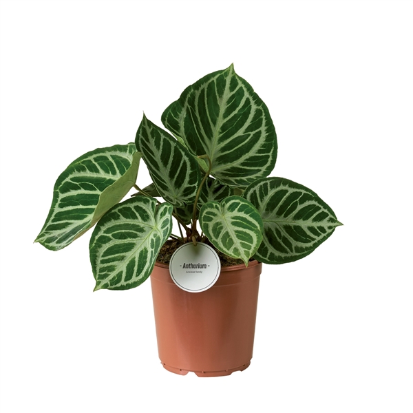 <h4>Anthurium Silver Blush</h4>