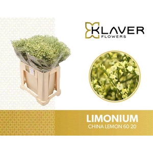 LIM SIN CHINA LEMON