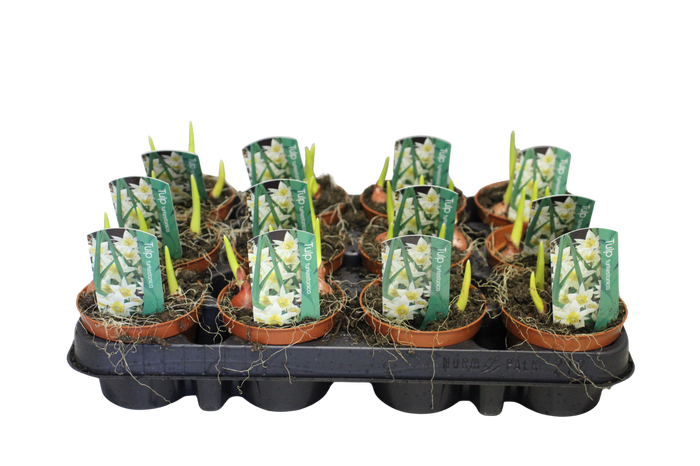 <h4>Bol op pot Tulip Turkestanica</h4>