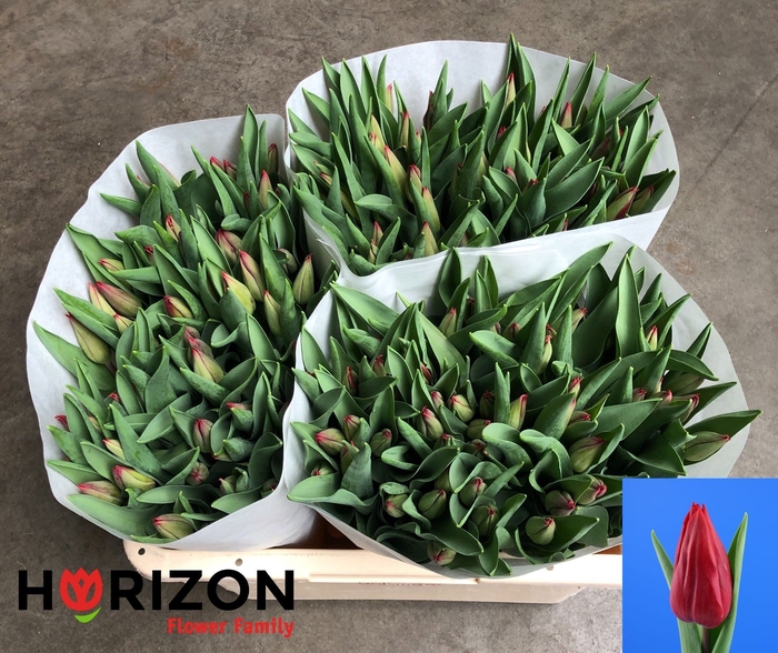 <h4>Tulipa si red gold</h4>