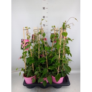 Thunbergia alata 'Rose Sensation'