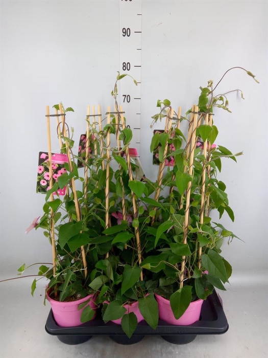 <h4>Thunbergia alata 'Rose Sensation'</h4>