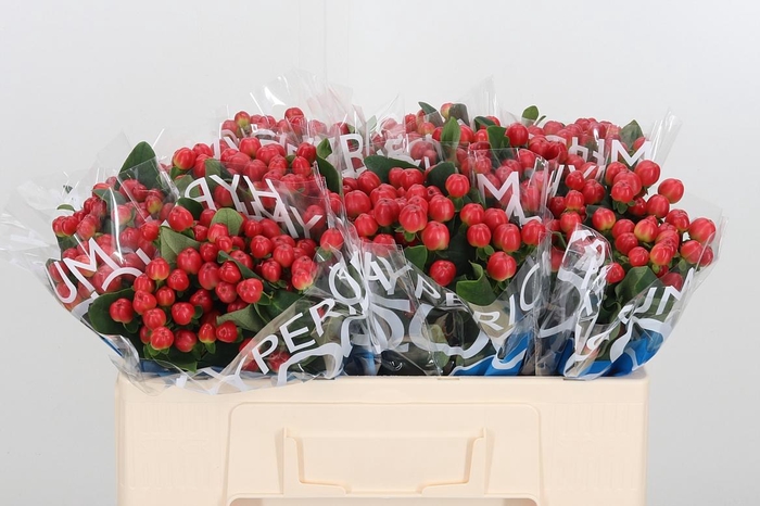 <h4>Hyp Coco Tango</h4>