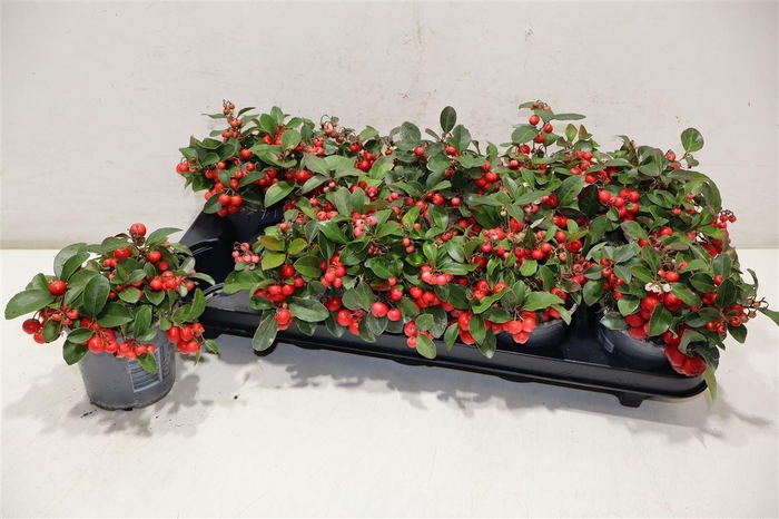 <h4>arr8 Gaulth Pr Big Berry</h4>