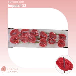 Anthurium Impulz