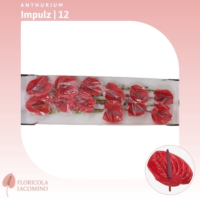 <h4>Anthurium Impulz</h4>