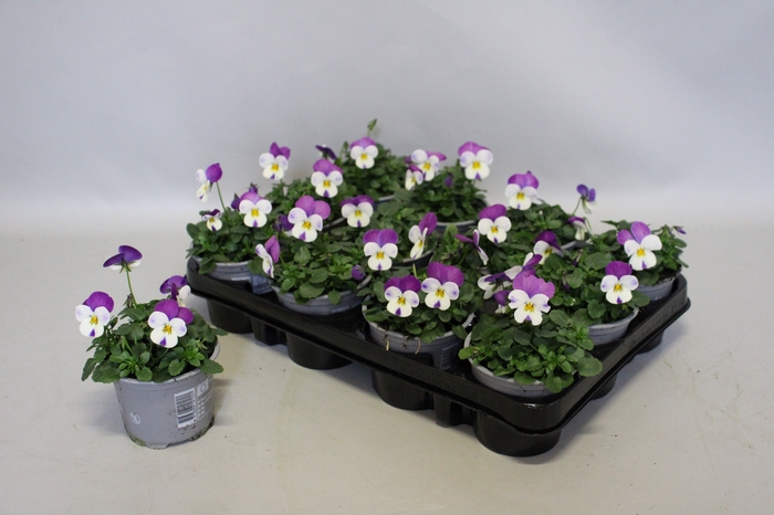 <h4>Viola cornuta F1 Persian Wing</h4>