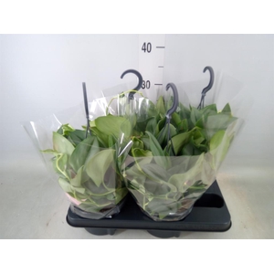 Scindapsus treubii 'Moonlight'