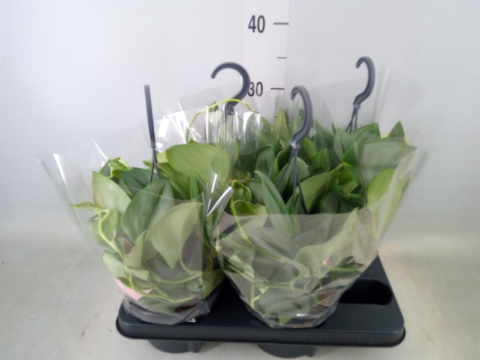 <h4>Scindapsus treubii 'Moonlight'</h4>