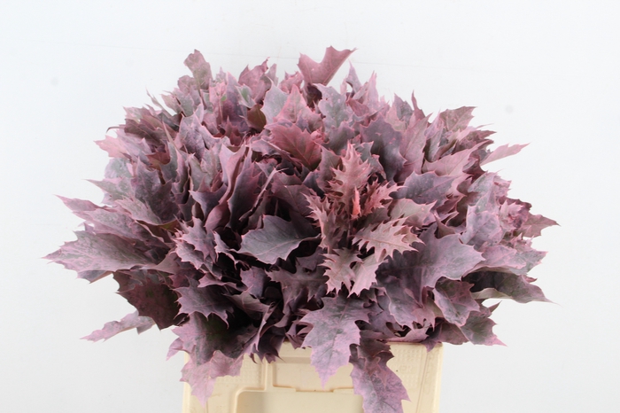 <h4>QUERC RUBRA FROST ROSE</h4>