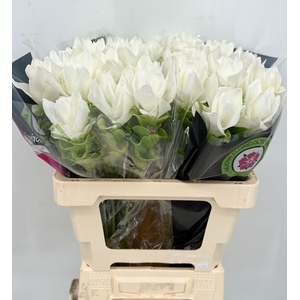 Curcuma White