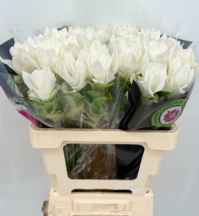 <h4>Curcuma White</h4>