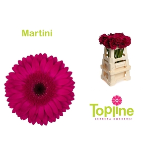GERBERA MARTINI
