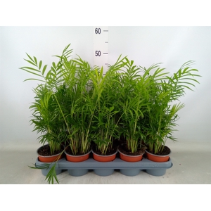 Chamaedorea elegans