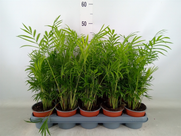 <h4>Chamaedorea elegans</h4>