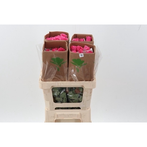 R Gr Tabatha 50cm Fu