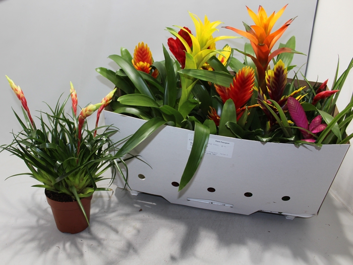 <h4>BROMELIA GEM 10 SRT</h4>