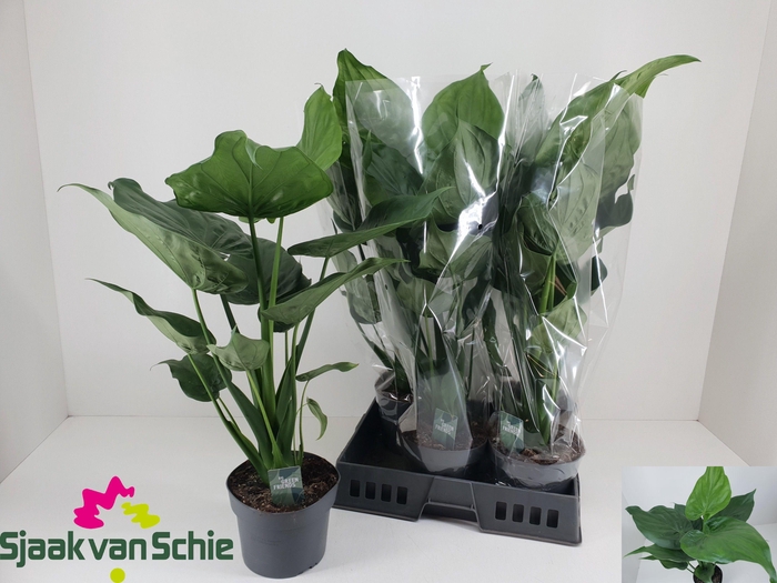 <h4>ALOC CUCULLATA</h4>