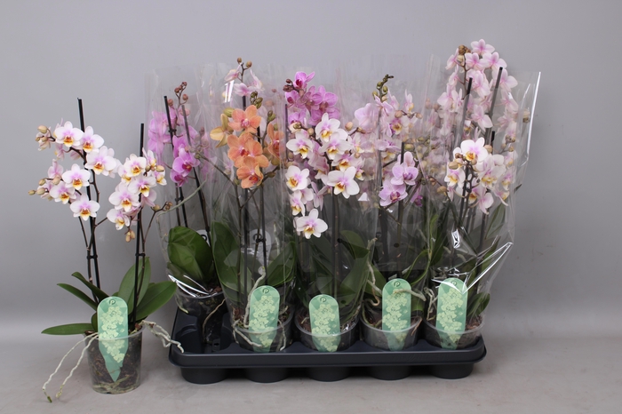 <h4>PHAL MF GEM 4 KL</h4>