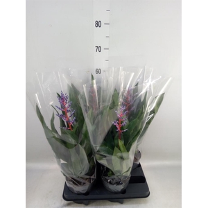 Aechmea  'Blue Rain'