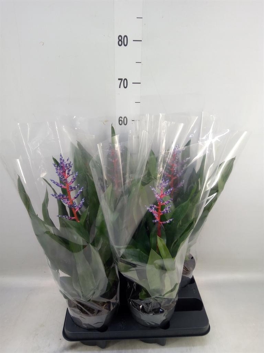 <h4>Aechmea  'Blue Rain'</h4>