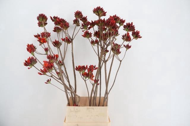 <h4>RHODO. NEW RED 120CM</h4>