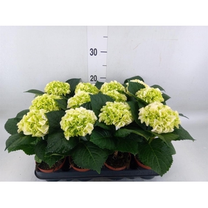 Hydrangea mac. 'Hi Ice'