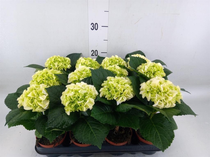 <h4>Hydrangea mac. 'Hi Ice'</h4>
