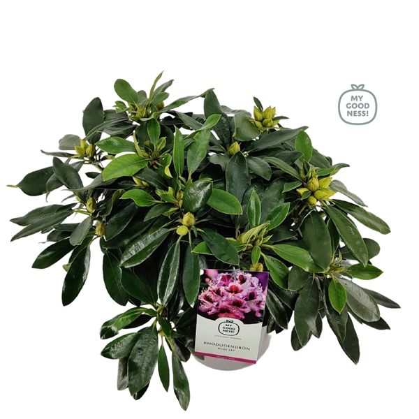 <h4>Rhododendron 40-50 /5 liter 'Blue Jay'</h4>