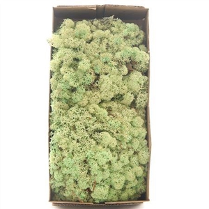IJSLANDMOS (REINDEER) MINT GROEN