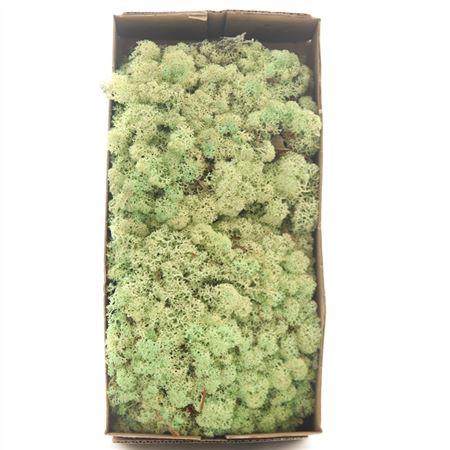 <h4>IJSLANDMOS (REINDEER) MINT GROEN</h4>