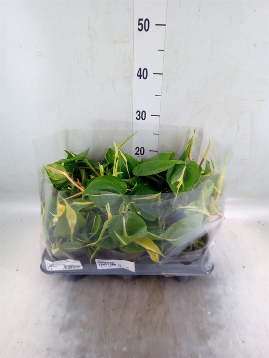 <h4>Epipremnum   ...</h4>