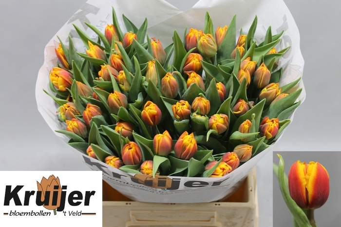 <h4>TU DU ATLAS</h4>