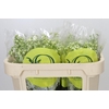 Delphinium Pure White