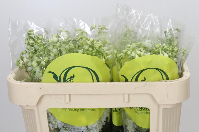 Delphinium Pure White