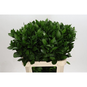 RUSCUS GROOT BLAD RUSCUS HYPOPHYLLU