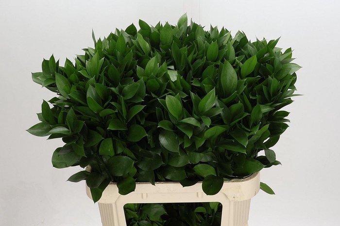<h4>RUSCUS GROOT BLAD RUSCUS HYPOPHYLLU</h4>