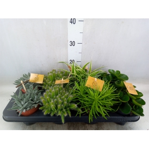 Planten  ..mix