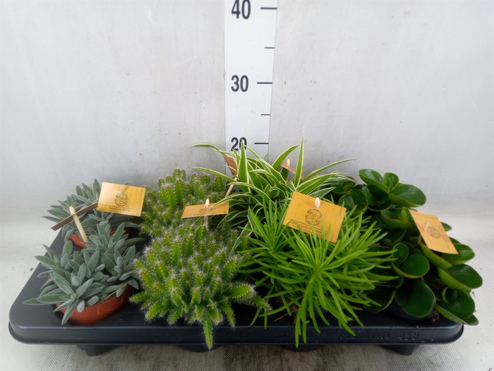 <h4>Planten  ..mix</h4>