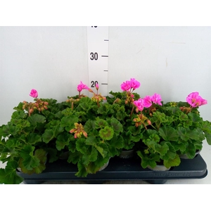 Pelargonium zona. 'ToscaSil Klaas'