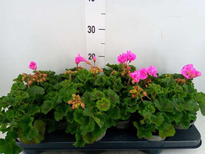 <h4>Pelargonium zona. 'ToscaSil Klaas'</h4>