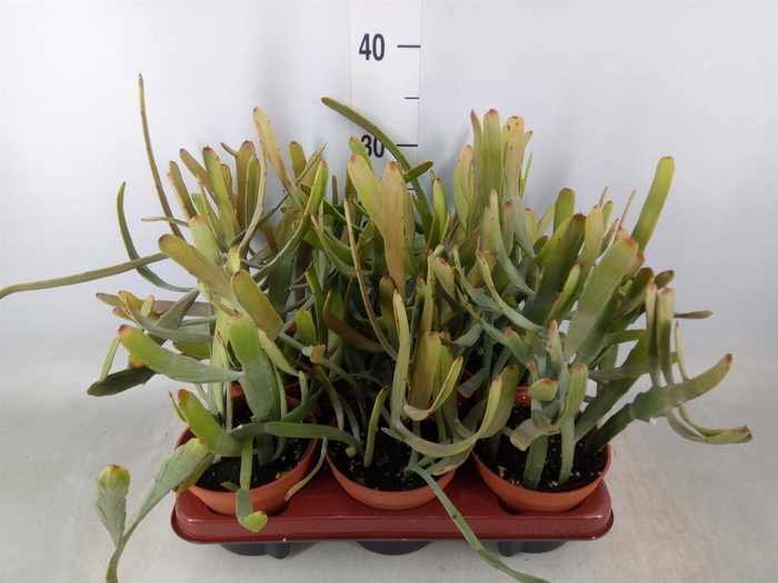 <h4>Euphorbia   ...</h4>