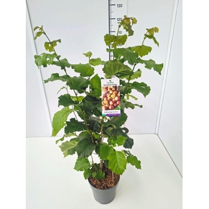 Corylus