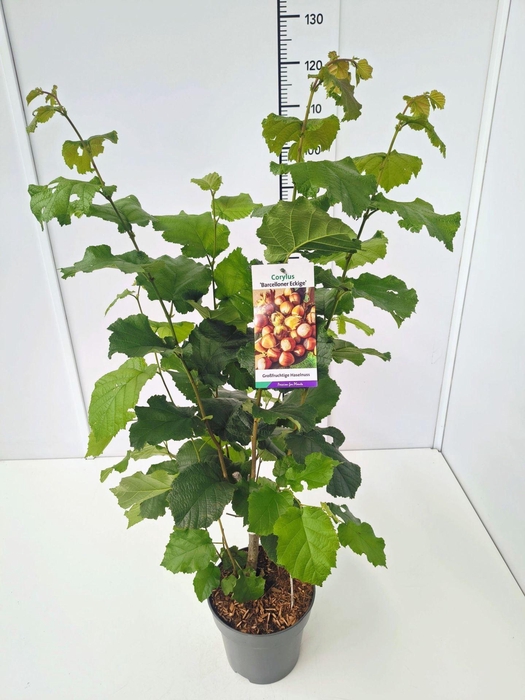 <h4>Corylus</h4>