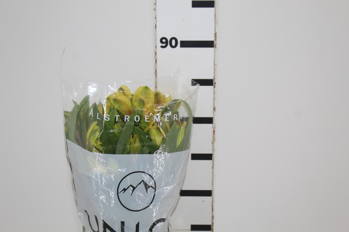 <h4>ALSTROEMERIA SUNNY LADY 080 CM</h4>