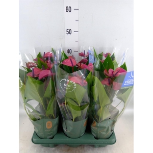 Anthurium andr. 'Pure Purple'