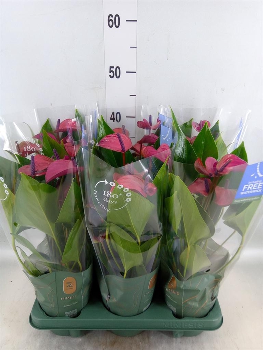 <h4>Anthurium andr. 'Pure Purple'</h4>