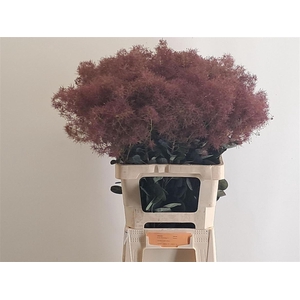 Cotinus C Magical Red Torch
