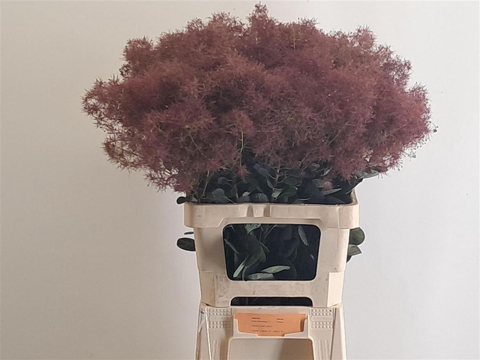 <h4>Cotinus C Magical Red Torch</h4>